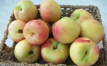 Albero Di Pesco Noce Snow Queen Pianta Di Pesca Noce Già Innestata - Foto 3