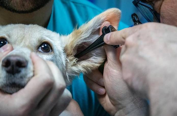 Lo Specchio Curvo, Sintesi Dell'opera Letteraria Di Anton Cechov - Foto 9