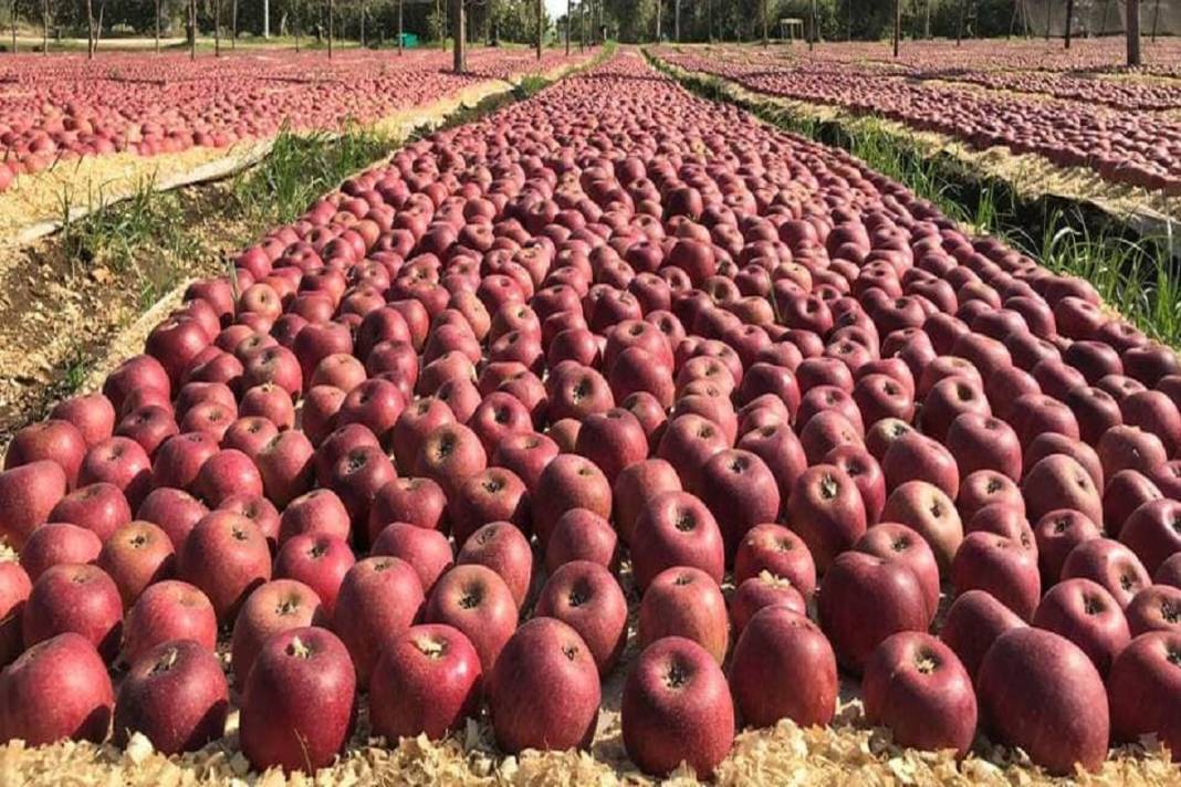 Ecco le 10 proprietà del frutto prodigioso tipico del Sud la mela annurca