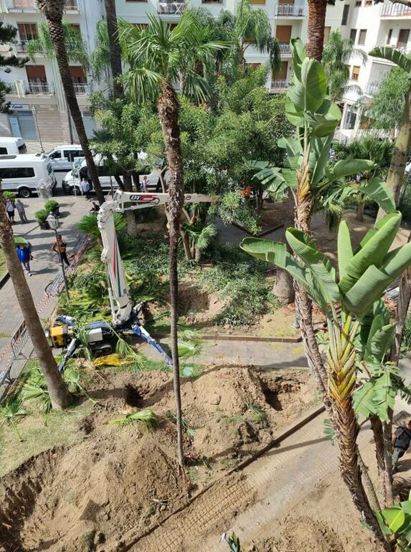 eccellenze-meridionali-santagnello-lavori-di-riqualificazione-dei-giardini-di-piazza-matteotti-dopo-i-danni-provocati-dal-punteruolo-rosso-1