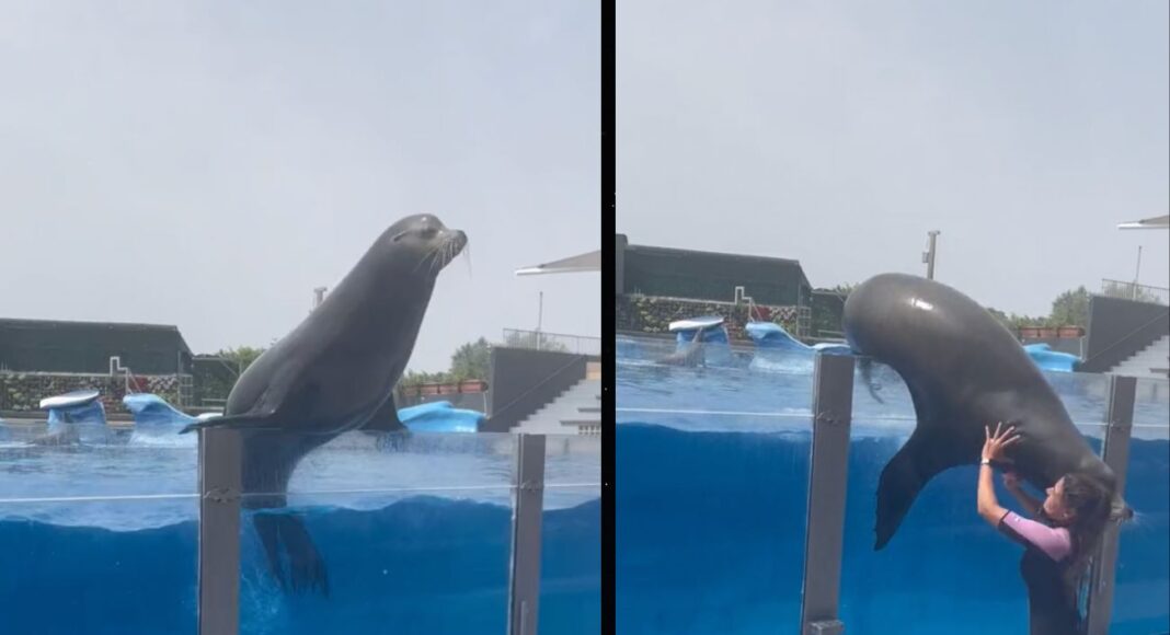 Esemplare di foca