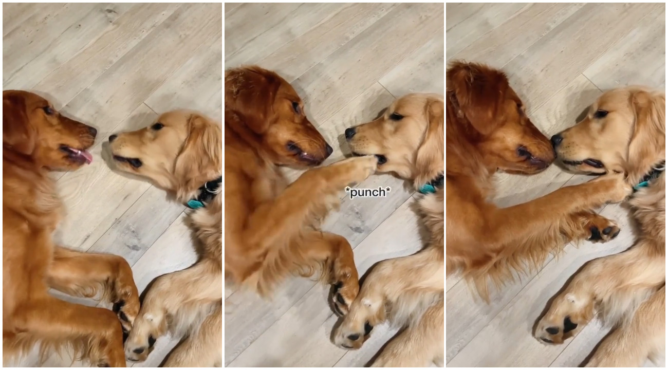 Golden Retriever cuccioli si danno il loro primo bacio: il risultato è disastroso ma dolcissimo