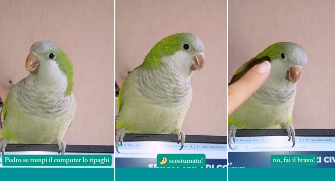 pappagallo