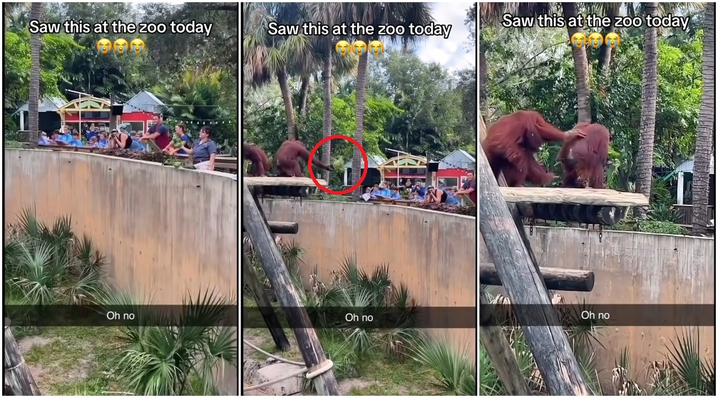 orango zoo