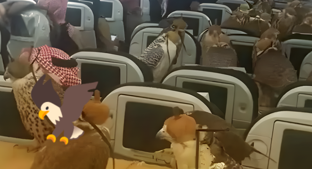 Viaggio incredibile: Un principe saudita trasporta un'intera squadra di falchi su un aereo!