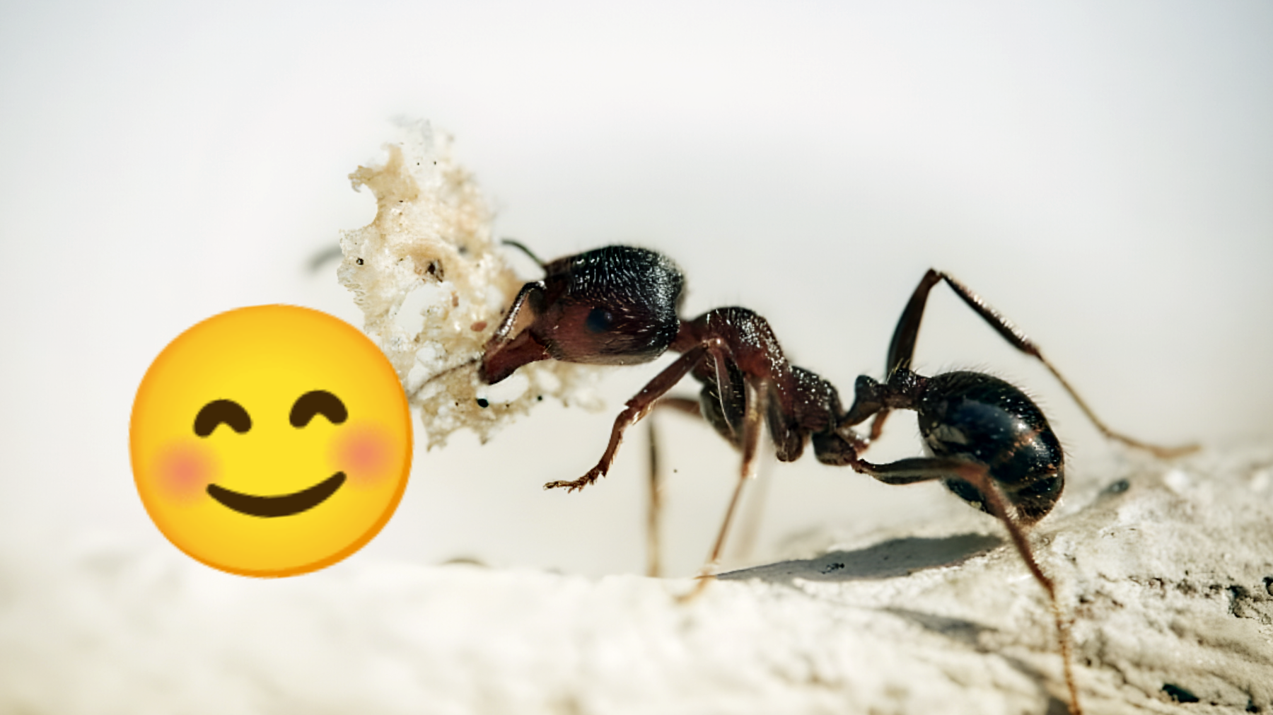 L'ingrediente segreto che elimina le formiche: tutti lo ignorano ma è infallibile!