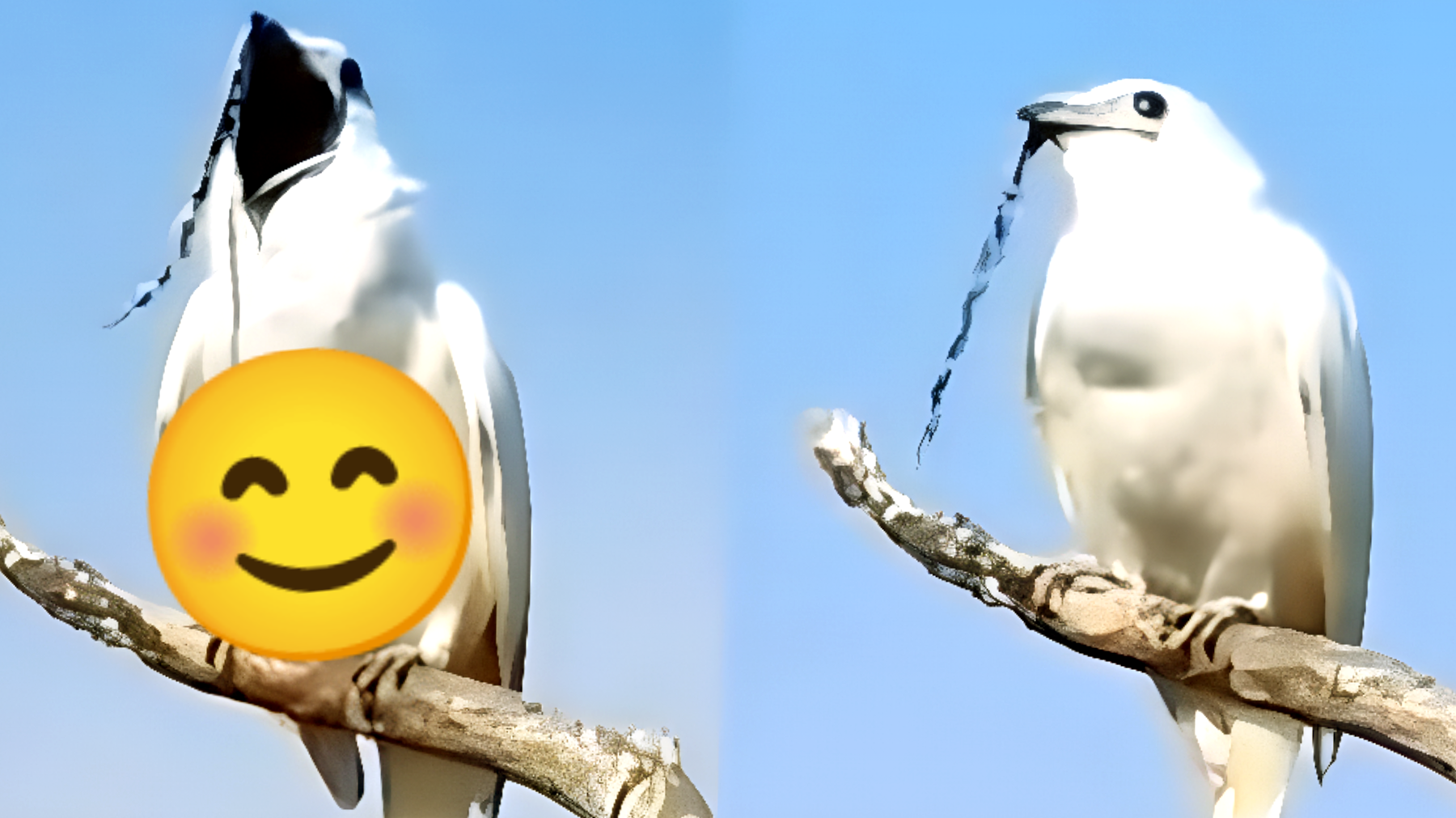 Scoperto l'uccello che può "rompere" i timpani: il canto del Campanaro Bianco ti lascerà incredulo!