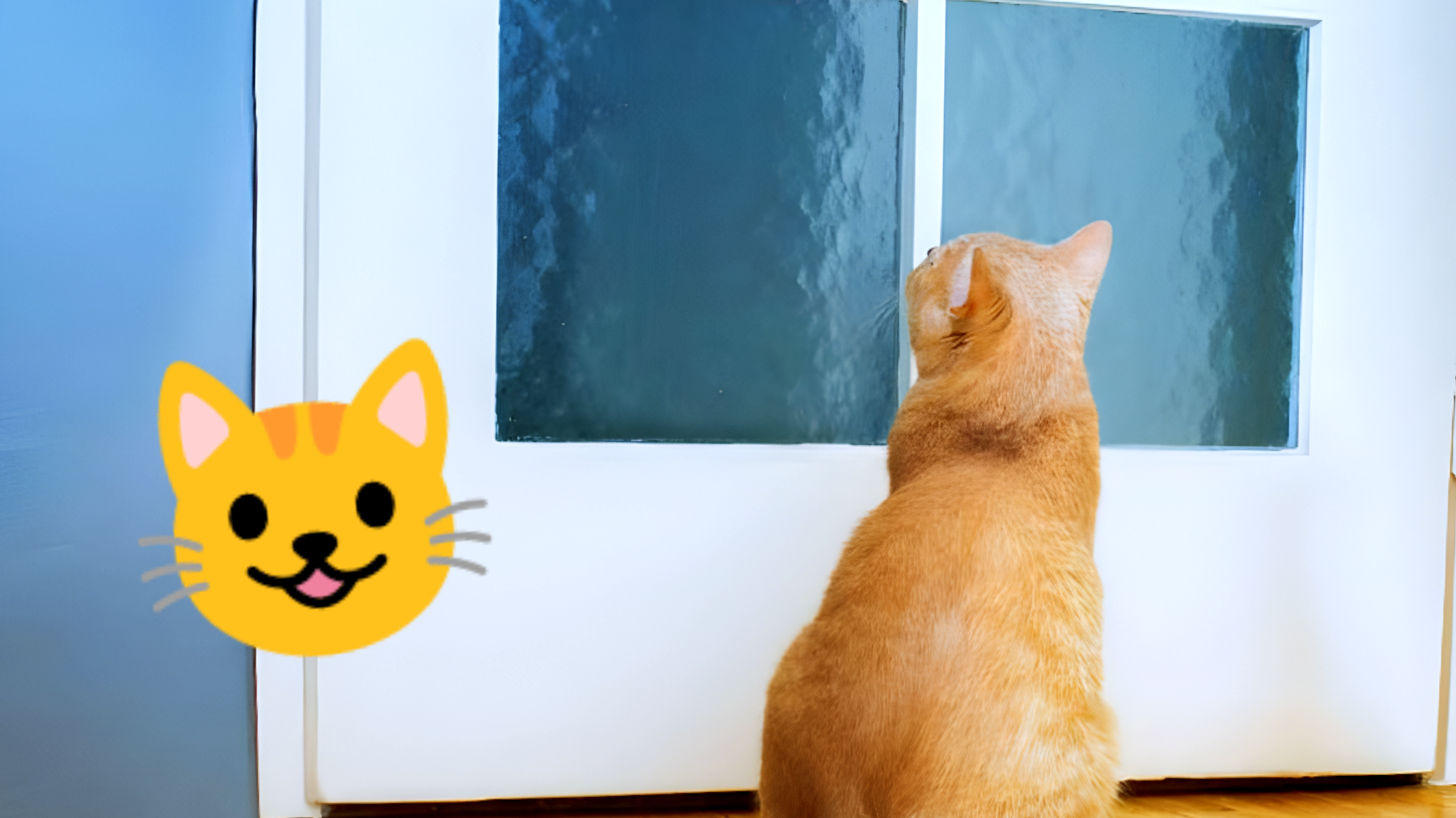 Il tuo gatto ti segue in bagno? Ecco cosa nasconde il suo strano comportamento