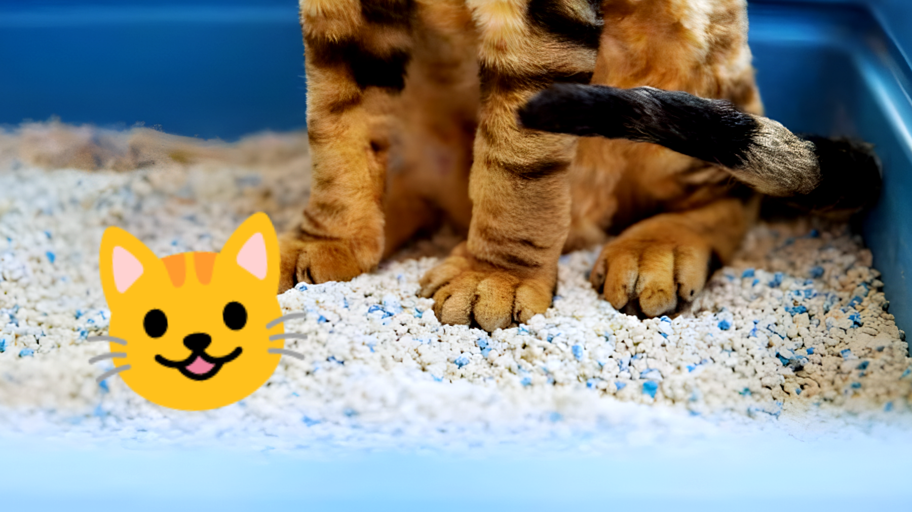 La rivoluzione per i gatti è arrivata: questa lettiera intelligente promette di cambiare tutto!