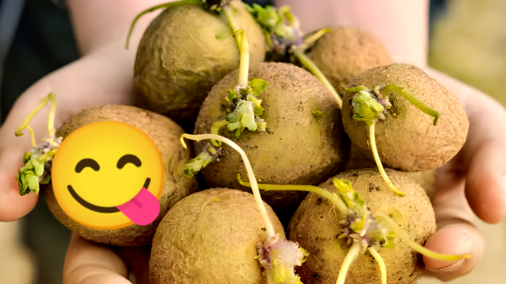 Patate germogliate trovate su una panchina: sono davvero commestibili? Scopri la verità!